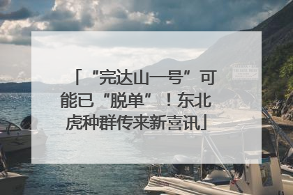 “完达山一号”可能已“脱单”！东北虎种群传来新喜讯