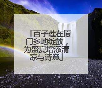 百子莲在厦门多地绽放，为盛夏增添清凉与诗意