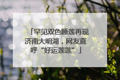 罕见双色睡莲再现济南大明湖，网友直呼“好运莲莲”