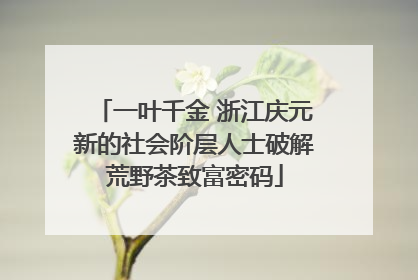 一叶千金 浙江庆元新的社会阶层人士破解荒野茶致富密码