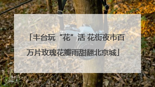 丰台玩“花”活 花街夜市百万片玫瑰花瓣雨甜翻北京城