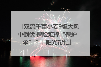 双流千亩小麦9级大风中倒伏 保险难撑“保护伞”？丨阳光帮忙