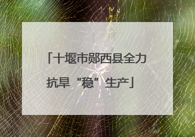 十堰市郧西县全力抗旱“稳”生产