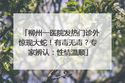 柳州一医院发热门诊外惊现大蛇！有毒无毒？专家辨认：性情温顺