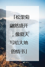 松果菊翩然盛开，像夏天写给大地的情书