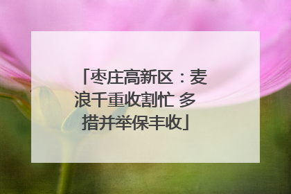 枣庄高新区：麦浪千重收割忙 多措并举保丰收