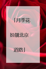月季花扮靓北京道路