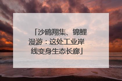 沙鸥翔集、锦鲤漫游：这处工业岸线变身生态长廊