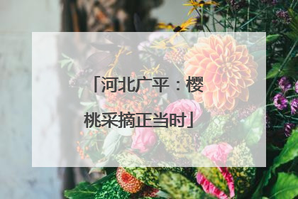 河北广平：樱桃采摘正当时