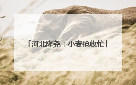 河北隆尧：小麦抢收忙