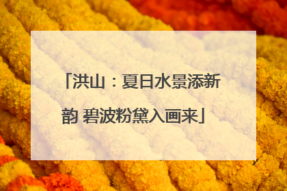 洪山：夏日水景添新韵 碧波粉黛入画来