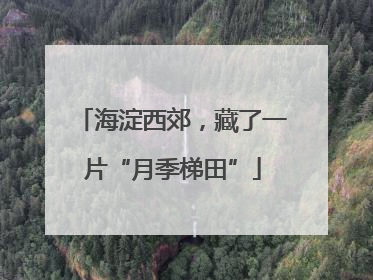 海淀西郊，藏了一片“月季梯田”