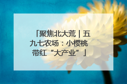 聚焦北大荒｜五九七农场：小樱桃带红“大产业”