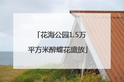 花海公园1.5万平方米醉蝶花盛放
