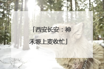 西安长安：神禾塬上麦收忙
