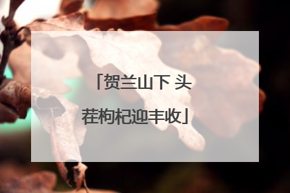 贺兰山下 头茬枸杞迎丰收