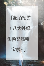 超萌预警！八大处绿头鸭又添宝宝啦~