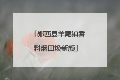 郧西县羊尾镇香料烟田焕新颜