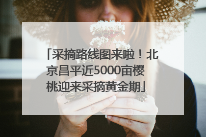 采摘路线图来啦！北京昌平近5000亩樱桃迎来采摘黄金期