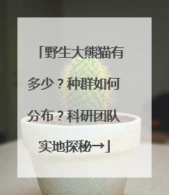 野生大熊猫有多少？种群如何分布？科研团队实地探秘→