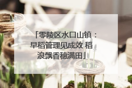 零陵区水口山镇：早稻管理见成效 稻浪飘香穗满田