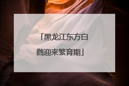 黑龙江东方白鹳迎来繁育期