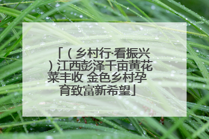 （乡村行·看振兴）江西彭泽千亩黄花菜丰收 金色乡村孕育致富新希望